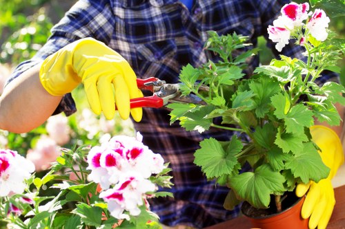 A gardener wearing a blue plaid shirt and bright yellow gardening gloves is pruning a potted geranium plant with pink and white flowers. The plant has lush green leaves, and the gardener is using red-handled pruning shears to trim the foliage. The background features a garden setting with other green plants and natural sunlight illuminating the scene. This outdoor space appears well-maintained, emphasizing gardening activities suitable for lawns and flower beds common in Hackney properties. The image captures the act of plant care, supporting gardening services offered by Landscapers Hackney, including plant maintenance and outdoor landscaping aimed at enhancing local gardens and outdoor spaces.