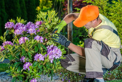 A gardener wearing a bright orange cap, yellow high-visibility vest, green gloves, and grey work trousers is kneeling on a gravel pathway in a garden near Hackney, London, tending to a large rhododendron shrub with vibrant purple flowers and glossy green leaves. The garden features a variety of lush green plants and trees in the background, with some bushes and taller trees providing a natural backdrop. The scene is set during daylight with clear weather, highlighting the healthy foliage and colorful blossoms. The gardener appears to be carefully pruning or inspecting the plant, illustrating professional gardening practices that a company like Landscapers Hackney may provide in the local area for outdoor maintenance and garden care services.