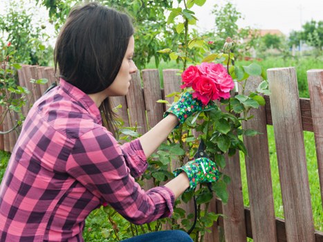A woman with shoulder-length dark hair, dressed in a pink and purple checkered shirt and gardening gloves, is pruning and tending a vibrant pink rose bush in a domestic garden. She is positioned near a wooden fence with vertical slats, set in a landscaped outdoor space that features a well-maintained lawn and various green foliage. The garden's background includes lush trees and a slightly cloudy sky, indicating a mild weather condition. The scene captures the natural tones of the foliage, the textures of the wooden fencing, and the colorful blossoms of the rose plant, highlighting typical garden elements like soil and plant stems. The woman's focused action underscores professional gardening practices, and the setting aligns with landscaping services available in [TOWN] or the [POSTCODE] area, as part of a regular outdoor maintenance or garden enhancement effort by Landscapers Hackney.