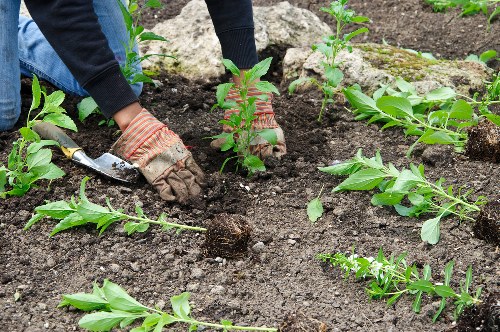 Professional gardener working in Hackney garden