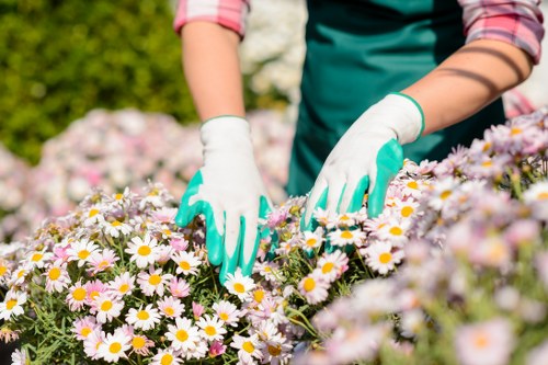 A gardener wearing a striped long-sleeve shirt, green apron, and white gardening gloves tending to a vibrant flower bed filled with blooming daisies and pink blossoms in an outdoor garden setting. The flower bed is densely planted with a mixture of small white flowers with yellow centers and pink flowering plants, bordered by soil and a low edging. In the background, lush green shrubbery and trees are visible under natural daylight, suggesting a well-maintained landscaped garden space suitable for outdoor gardening services in Hackney. The scene emphasizes careful planting and garden maintenance activities, with the gardener's hands gently tending the flowers, highlighting the importance of detailed care in horticultural work, consistent with landscaping and gardening expertise in the local area.
