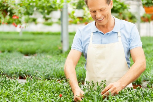 A man wearing a light blue shirt and beige apron is working in a lush garden, tending to green shrubs and plants in a nursery or greenhouse environment in Hackney. The garden features dense, well-maintained grass in the foreground, with neatly arranged vegetable or flower beds bordered by dark soil. In the background, there are tall, leafy trees and a bright, natural daylight illuminating the scene. The plants include small, leafy green shrubs and possibly flowering varieties, suggesting a focus on gardening and outdoor space maintenance typical of professional landscaping services. The environment appears thriving and vibrant, with a clean, organized layout that emphasizes meticulous care of the garden area, reflecting the expertise of Landscapers Hackney in garden design, planting, and outdoor space enhancements within the local area. The overall scene conveys a professional and natural outdoor environment ready for landscaping or garden improvement projects, aligning with the gardening services offered in Hackney and the surrounding postcode area.