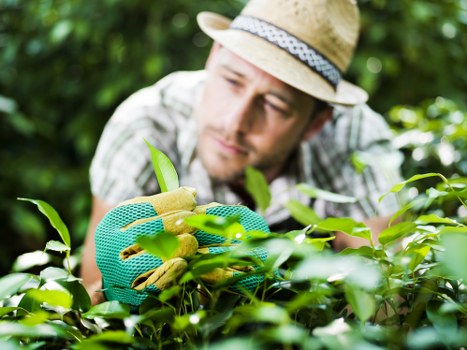 A gardener wearing a straw hat and teal gardening gloves is tending to a lush green shrub in a well-maintained outdoor garden, with a neatly bordered flower bed and a grassy lawn visible in the background. The garden features a variety of foliage and is enclosed by dense trees and bushes, creating a private outdoor space typical of a residential garden in Hackney. The scene is bathed in natural daylight, suggesting a clear, sunny day, and the gardener appears focused on pruning or inspecting the plant, reflecting professional gardening and landscaping practices suitable for local garden renovation projects. This setting showcases the natural textures of the green leaves and the well-kept lawn, aligning with outdoor gardening services offered by Landscapers Hackney.