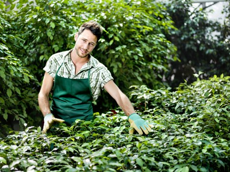 A professional gardener wearing a green apron and gloves is tending to a lush, well-maintained garden with dense foliage, including a variety of green shrubs and plants. The garden features a neatly mown lawn area in the foreground, bordered by thriving hedges and flower beds. In the background, tall trees with leafy canopies provide shade, creating a vibrant and natural outdoor environment typical of Hackney gardens. The scene is set on a bright, clear day, highlighting the healthy greenery. This outdoor space showcases the type of garden renovation and maintenance services offered by Landscapers Hackney, emphasizing the importance of careful plant care, lawn management, and landscape structuring in residential outdoor areas. The garden appears to be part of a larger landscaped yard, designed for aesthetic appeal and outdoor enjoyment, with natural tones from the grass, leaves, and tree bark contributing to the overall tranquil atmosphere.