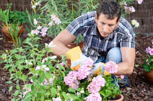 A man wearing a short-sleeved, blue checkered shirt is engaged in gardening in an outdoor space, crouched down among lush pink and white flowering plants, possibly hydrangeas and petunias. He is carefully tending to the plants with yellow gardening gloves, using his hands to support and adjust the foliage. The garden features a well-maintained flower bed with a rich, dark soil base, surrounded by potted plants and greenery, including some taller plants and leafy shrubs in the background. The natural sunlight illuminates the scene, highlighting the vibrant colours of the flowers and the healthy, dense foliage. This scene, set in a typical urban garden or backyard, exemplifies professional, detailed gardening and landscaping work, aligning with services offered by Landscapers Hackney, and reflects a carefully cared-for outdoor space suitable for enhancing a residential property in Hackney or nearby areas.