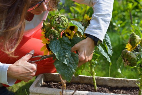 Environmental tree care in Hackney
